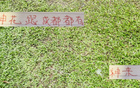 申花引援李可，蓉城租借多特神筆！