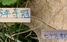 心痛去年申花，今年中超冠軍或現(xiàn)低分奪冠！