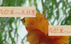 亞冠，成都態(tài)度明確，申花海港待觀察。